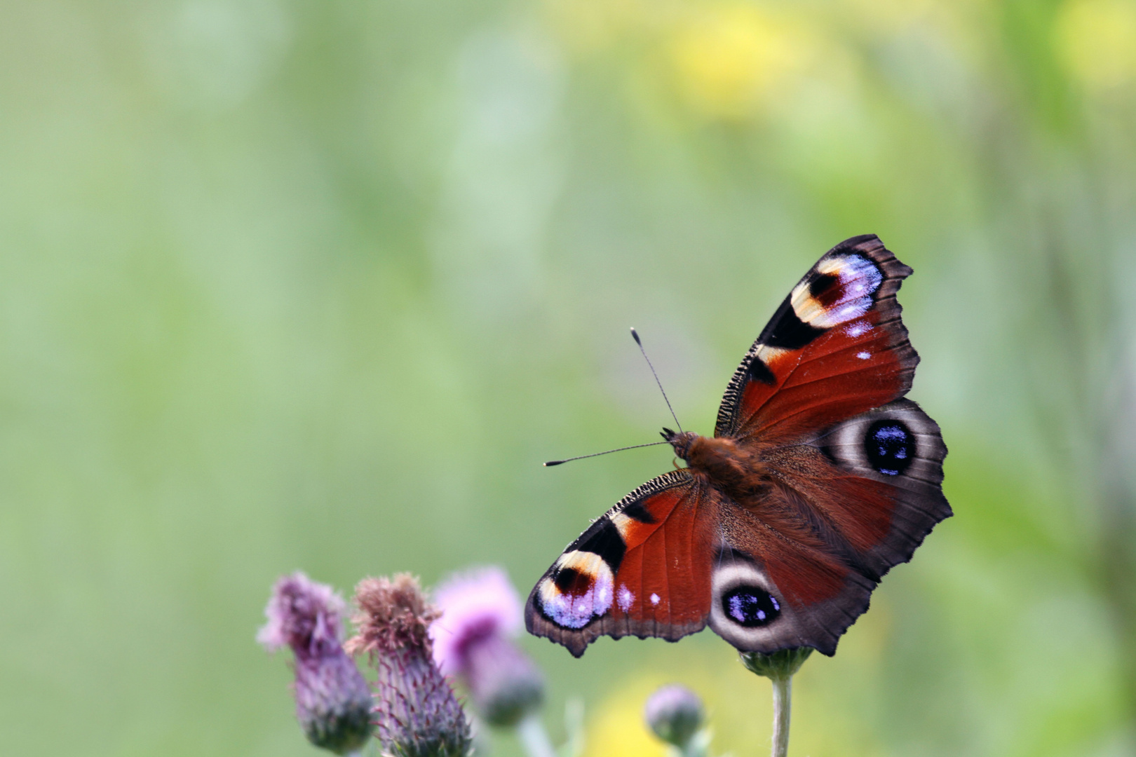 Tagpfauenauge (Inachis io)