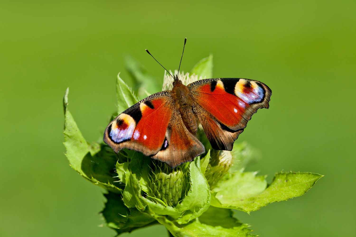 Tagpfauenauge (Inachis io)