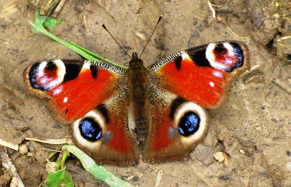 Tagpfauenauge (Inachis io)