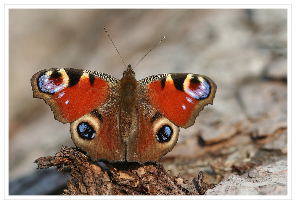 Tagpfauenauge (Inachis io) beim Sonnenbad