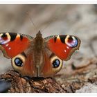 Tagpfauenauge (Inachis io) beim Sonnenbad