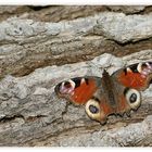 Tagpfauenauge (Inachis io) beim Sonnenbad