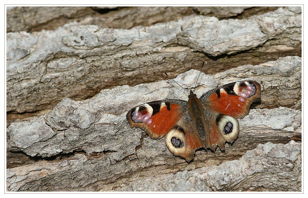 Tagpfauenauge (Inachis io) beim Sonnenbad