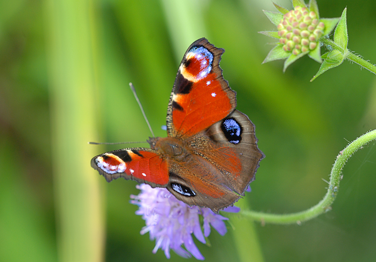 Tagpfauenauge (Inachis io)