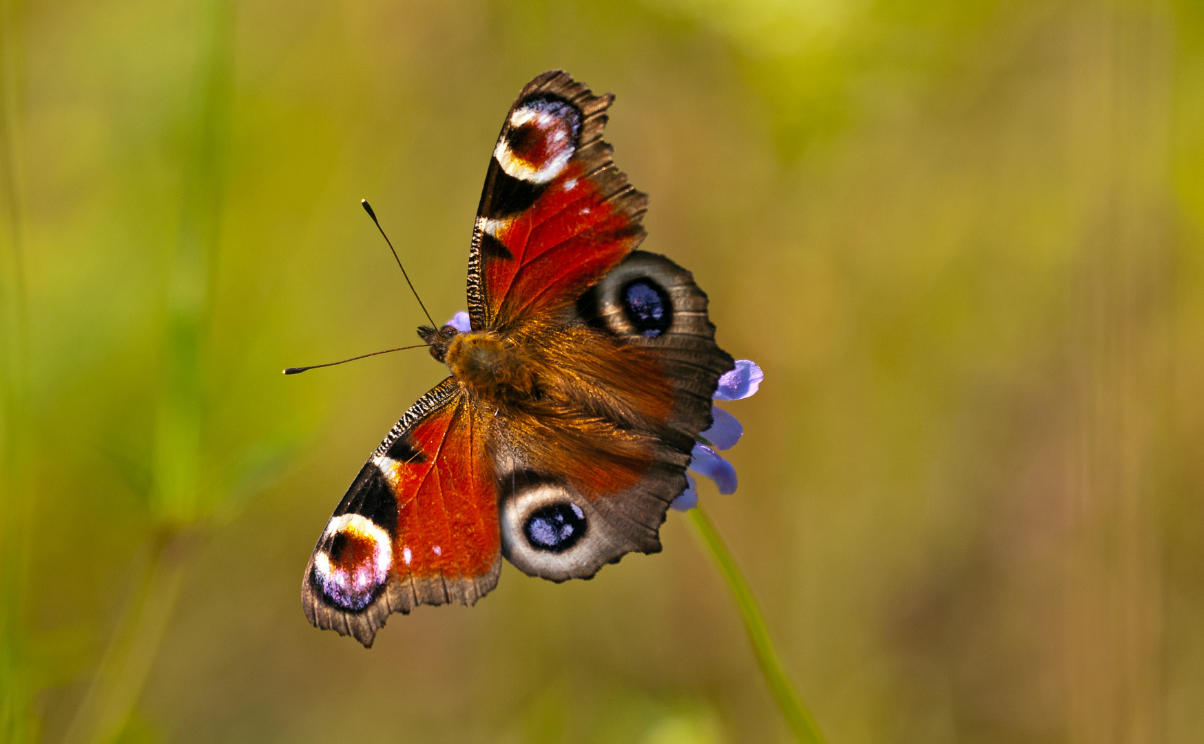 Tagpfauenauge ( Inachis io )