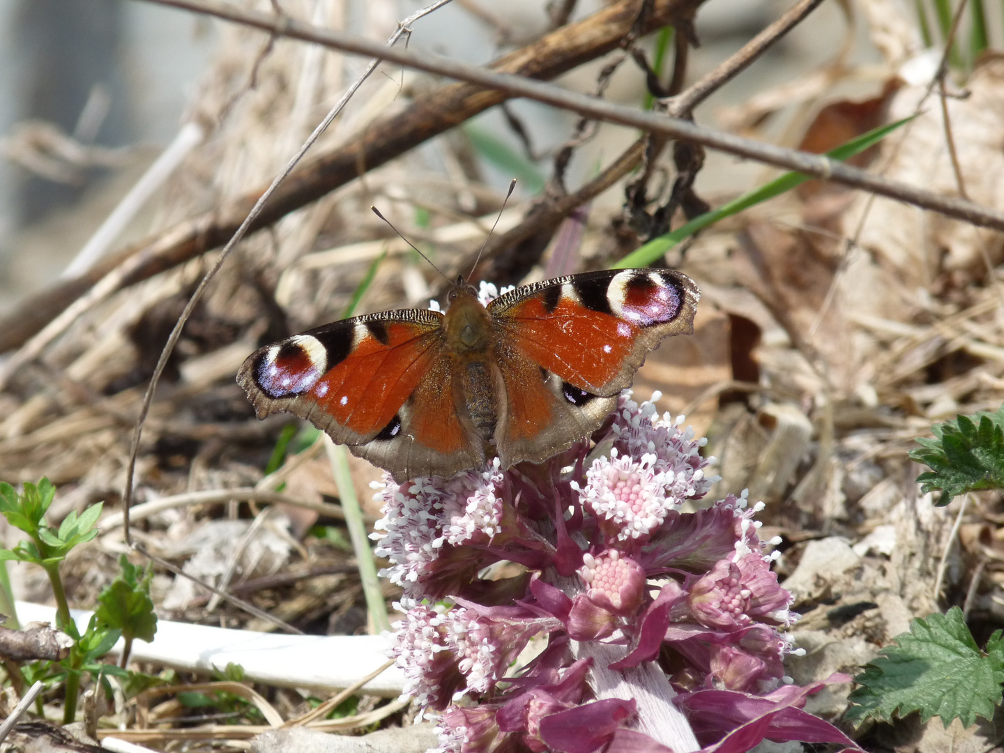 Tagpfauenauge (Inachis io)