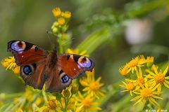 Tagpfauenauge (Inachis io)