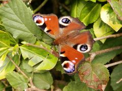 Tagpfauenauge (Inachis io)