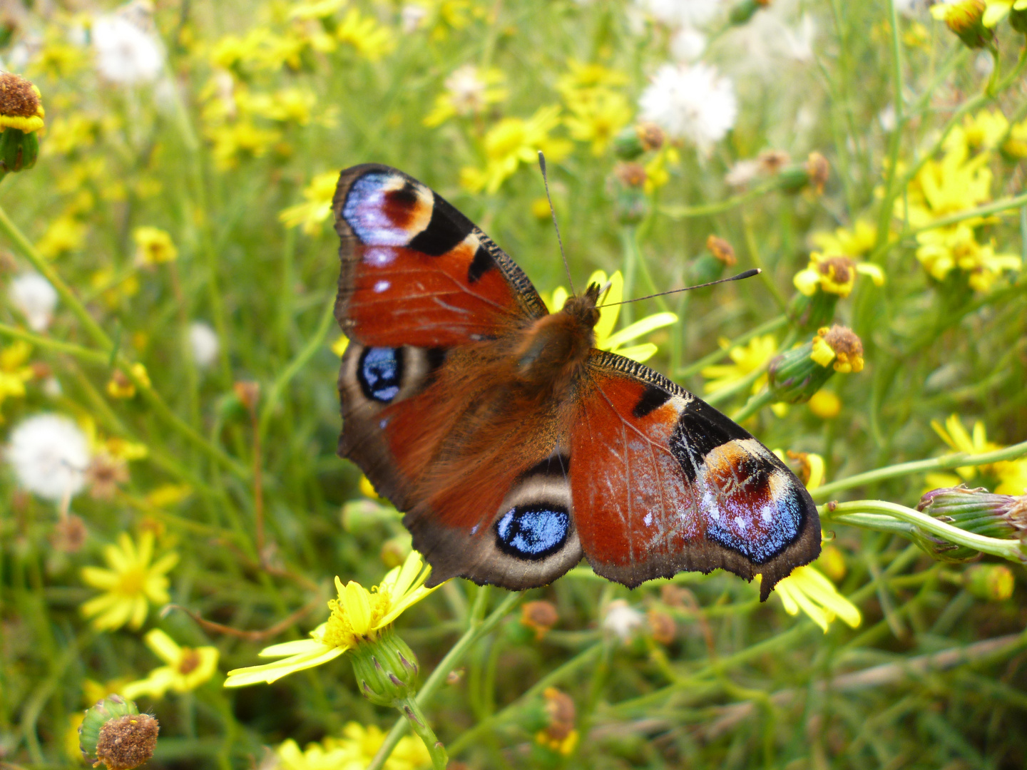 Tagpfauenauge (Inachis io) - Erschöpft, aber fotogen