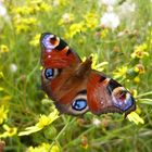 Tagpfauenauge (Inachis io) - Erschöpft, aber fotogen