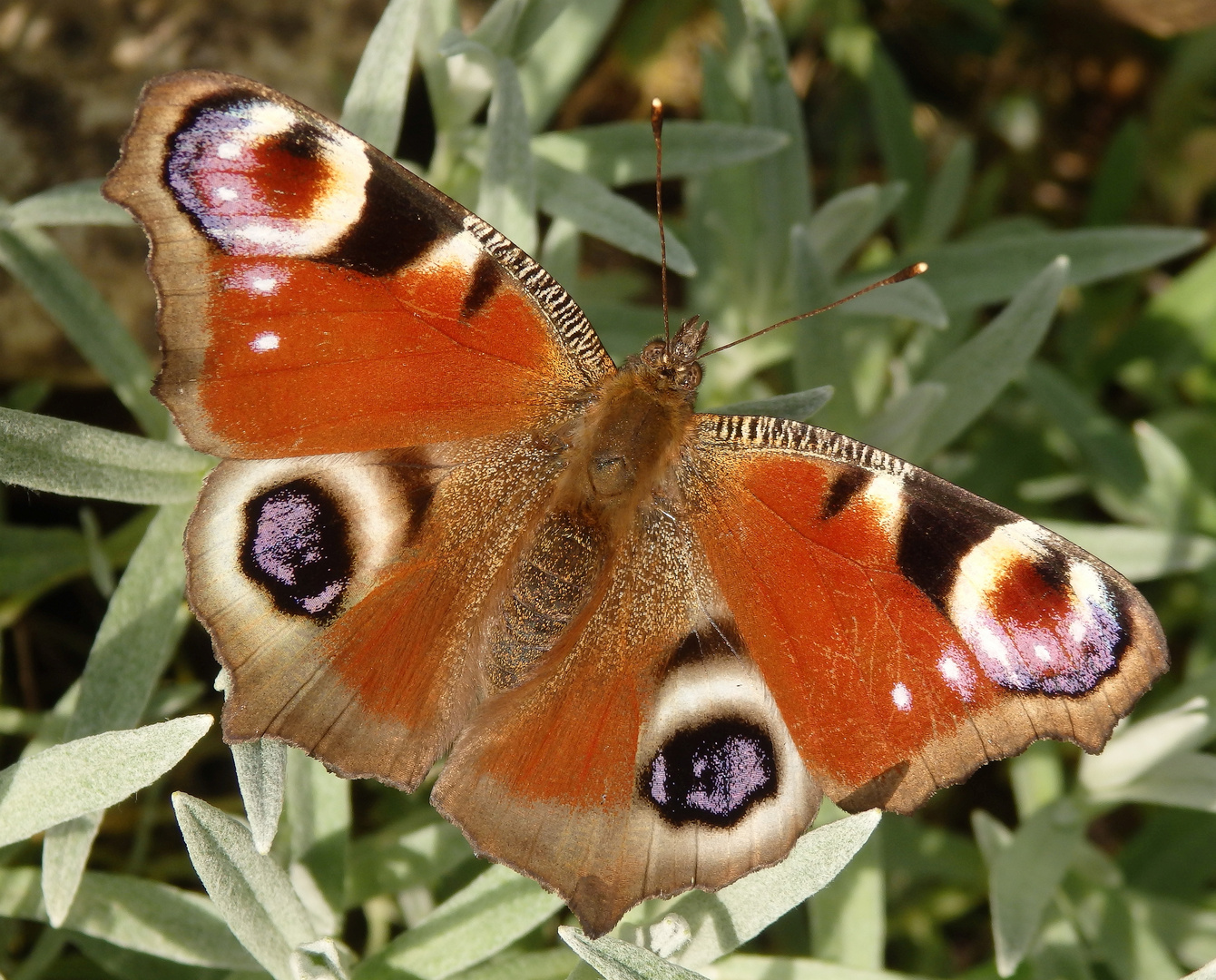 Tagpfauenauge (Inachis io) im heimischen Garten