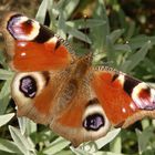 Tagpfauenauge (Inachis io) im heimischen Garten