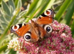 Tagpfauenauge (Inachis io) - mit geöffneten Flügeln