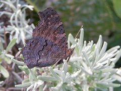 Tagpfauenauge (Inachis io) - mit geschlossenen Flügeln