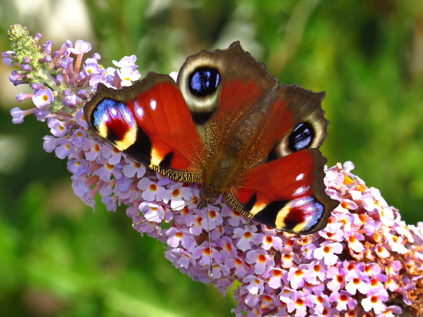 Tagpfauenauge, Inachis io, Peacock, Volkmar Brockhaus