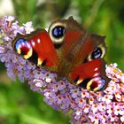 Tagpfauenauge, Inachis io, Peacock, Volkmar Brockhaus