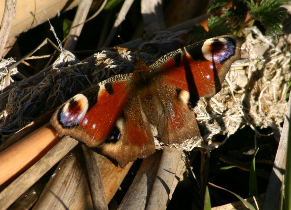 Tagpfauenauge, Katzenreuther Filze