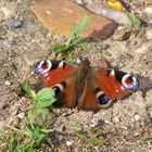 Tagpfauenauge / le paon de jour