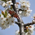 Tagpfauenauge liebt frische Blüten