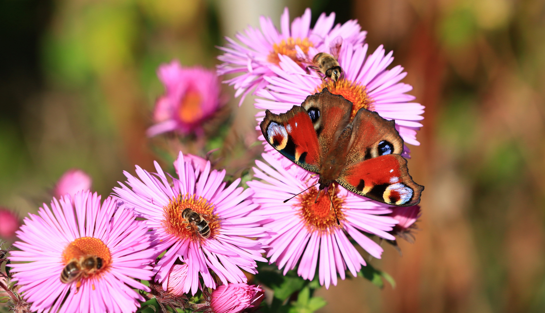 Tagpfauenauge mit Bienchen