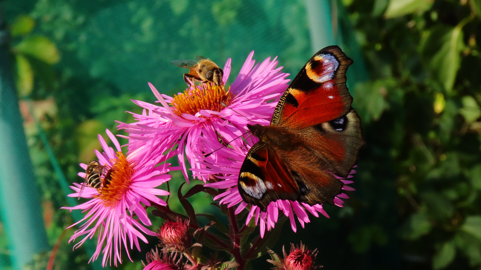 Tagpfauenauge mit Bienen