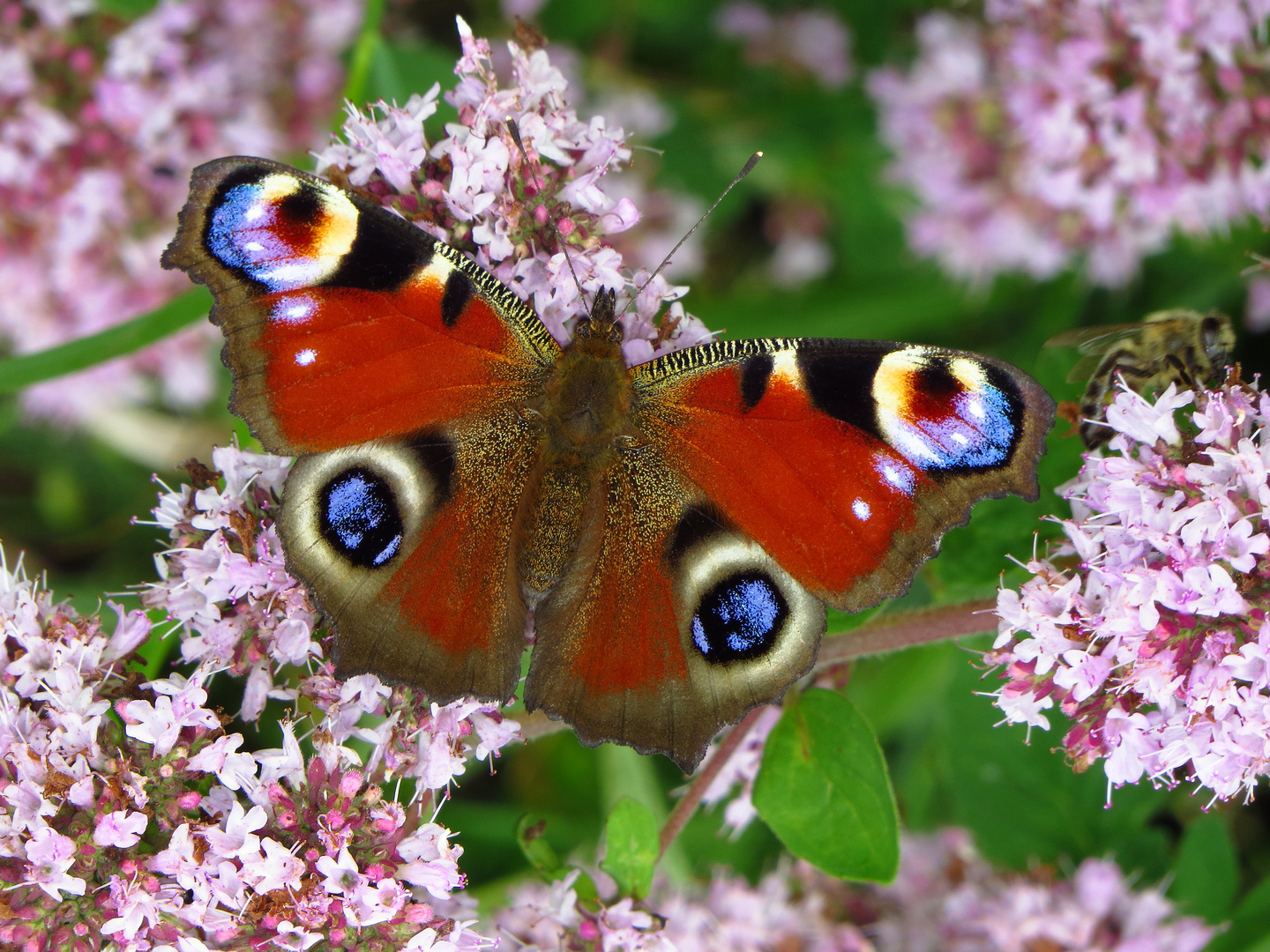 Tagpfauenauge mit geöffneten Flügeln auf Blüten des Wilden Thymian, European Peacock butterfly 