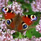 Tagpfauenauge mit geöffneten Flügeln auf Blüten des Wilden Thymian, European Peacock butterfly 