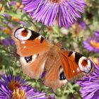 Tagpfauenauge mit geöffneten Flügeln im Blumenbeet