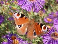 Tagpfauenauge mit geöffneten Flügeln im Blumenbeet