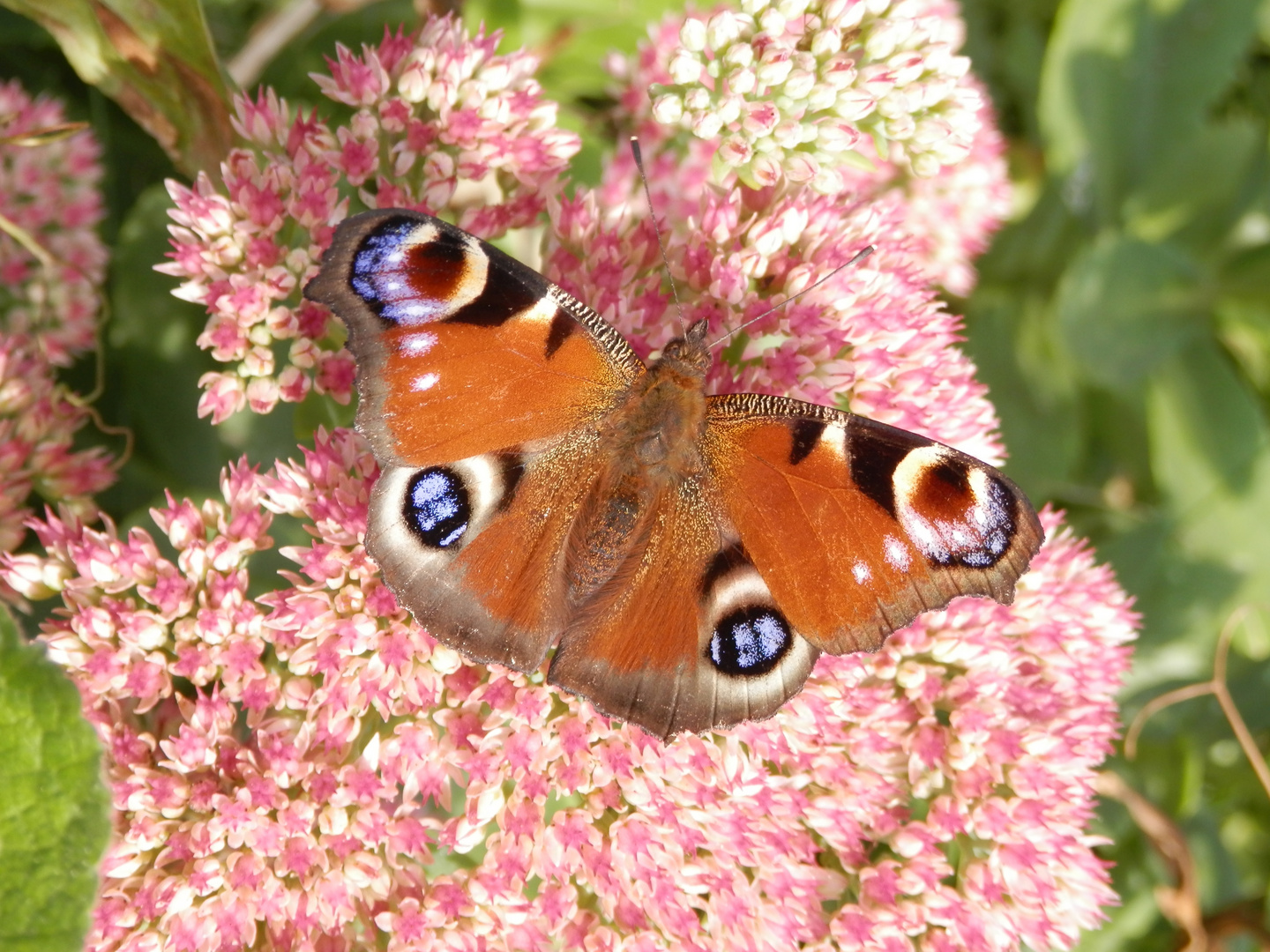 Tagpfauenauge mit geöffneten Flügeln im Blumenbeet