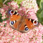 Tagpfauenauge mit geöffneten Flügeln im Blumenbeet