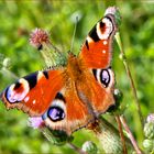 Tagpfauenauge mitten in der Blumenwiese