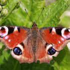 Tagpfauenauge or European Peacock (Inachis io)