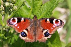 Tagpfauenauge or European Peacock (Inachis io)