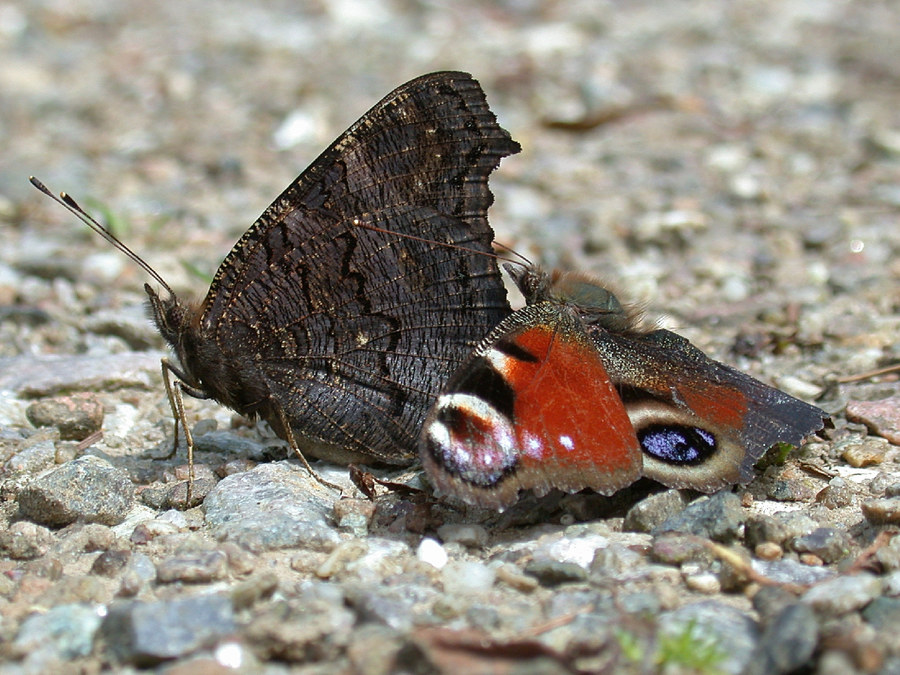 Tagpfauenauge / Paarung Foto & Bild | tiere, wildlife, schmetterlinge