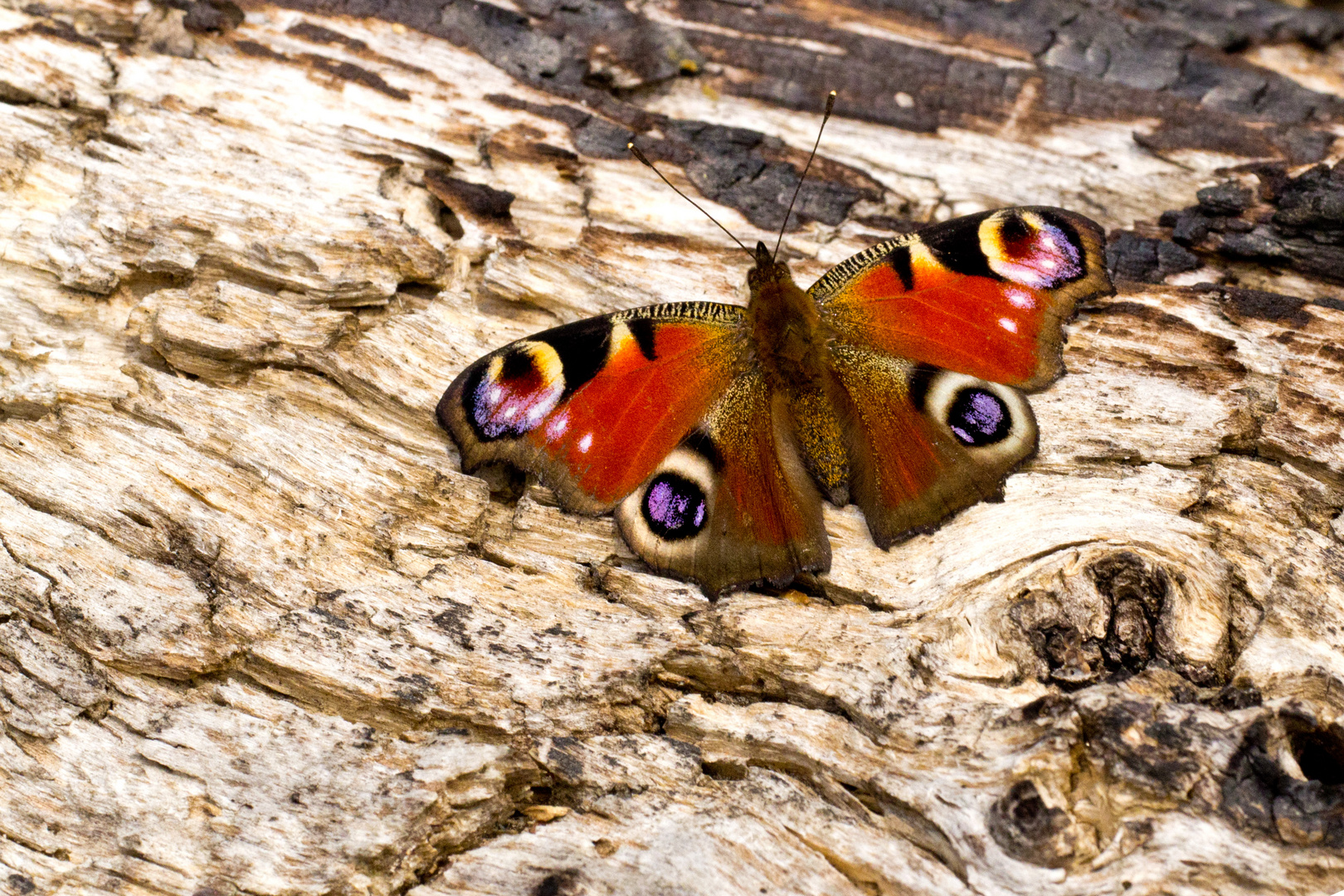 Tagpfauenauge (Peacock)