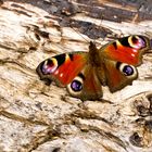 Tagpfauenauge (Peacock)