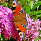 Tagpfauenauge  (peacock butterfly)