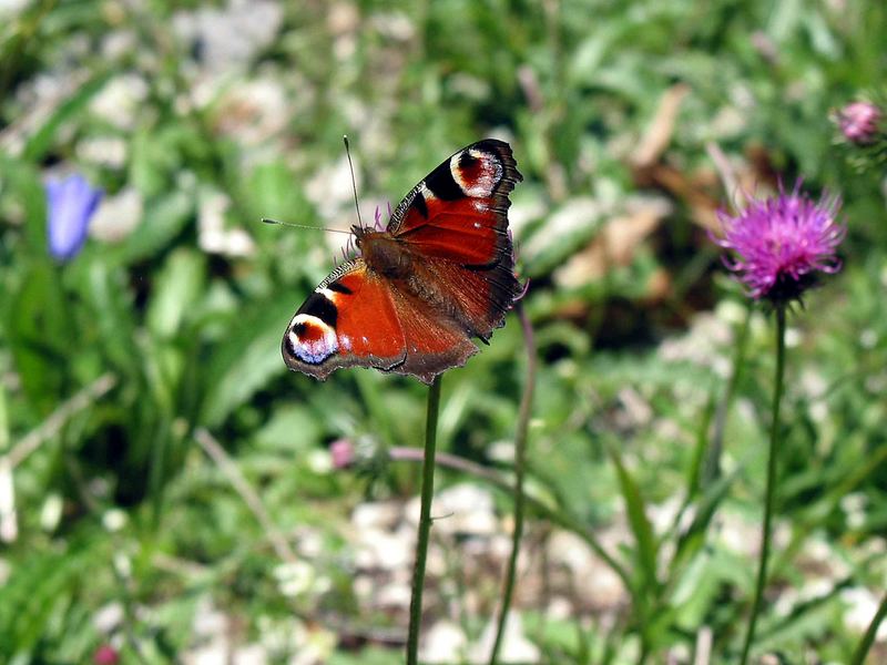 Tagpfauenauge - Peacock Butterfly