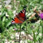 Tagpfauenauge - Peacock Butterfly