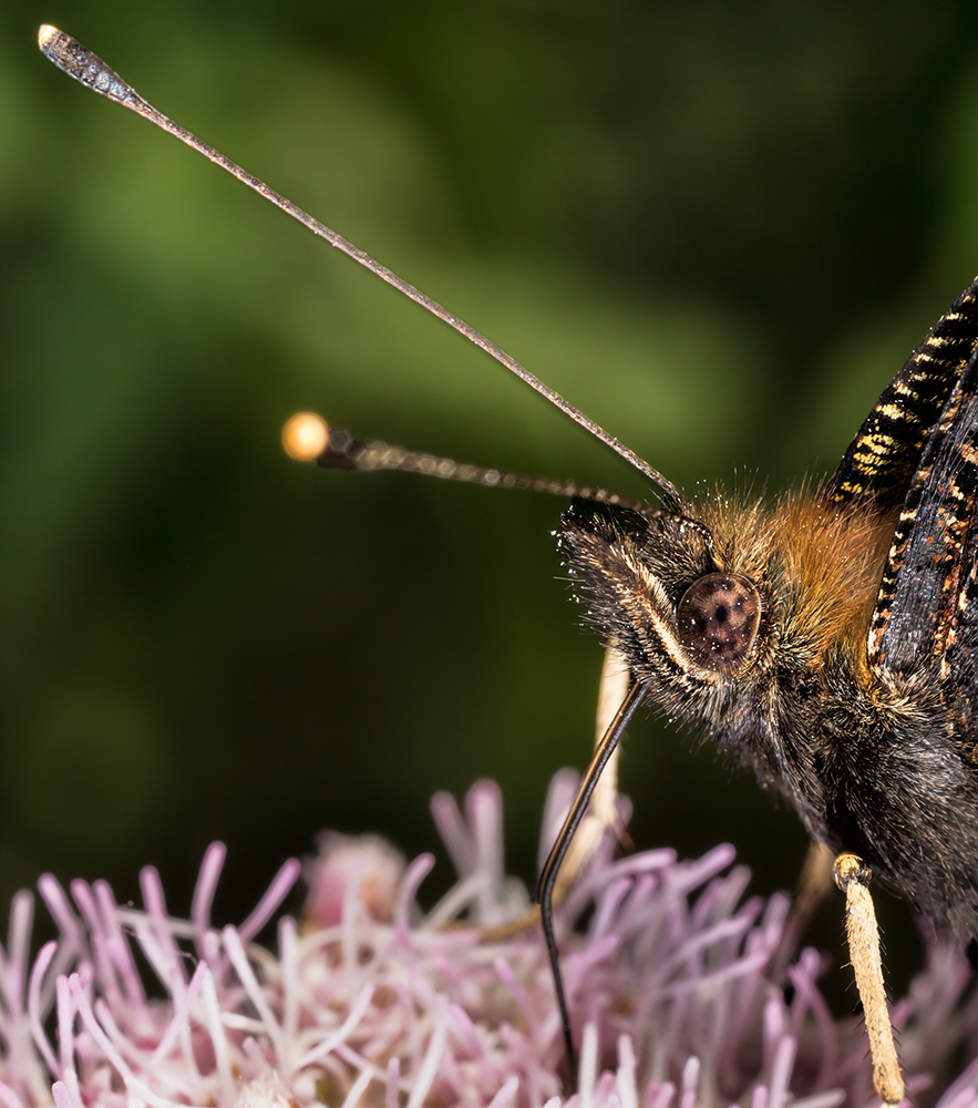 Tagpfauenauge Portrait