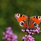 Tagpfauenauge predigt von der "Blumenkanzel"