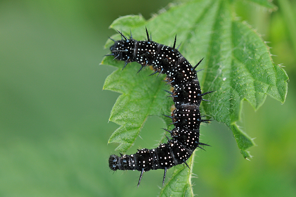 Tagpfauenauge – Raupe: Bald fliegt sie davon