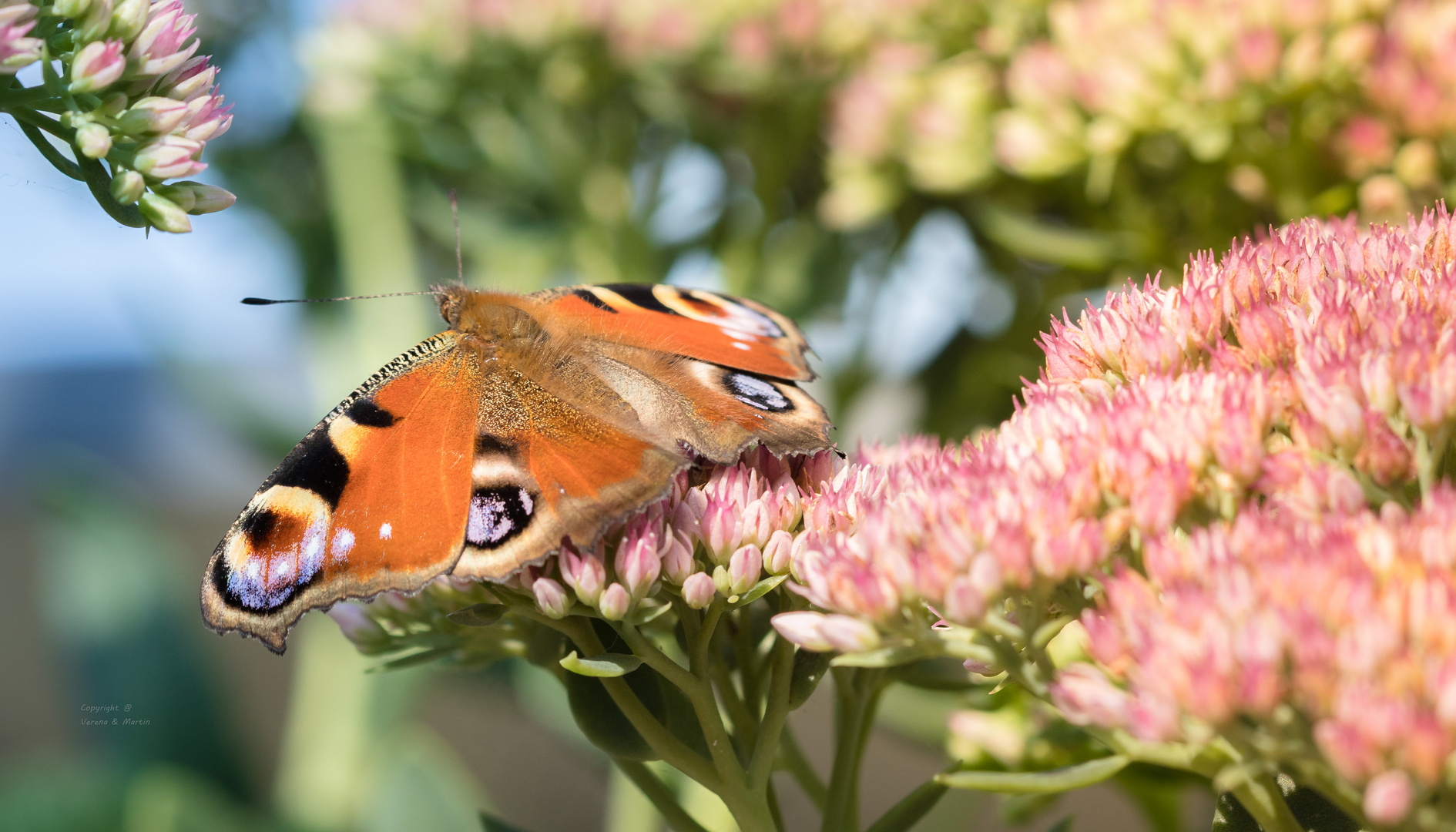 Tagpfauenauge Schmetterling 