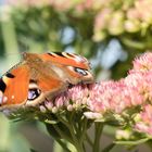 Tagpfauenauge Schmetterling 