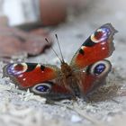 Tagpfauenauge Schmetterling