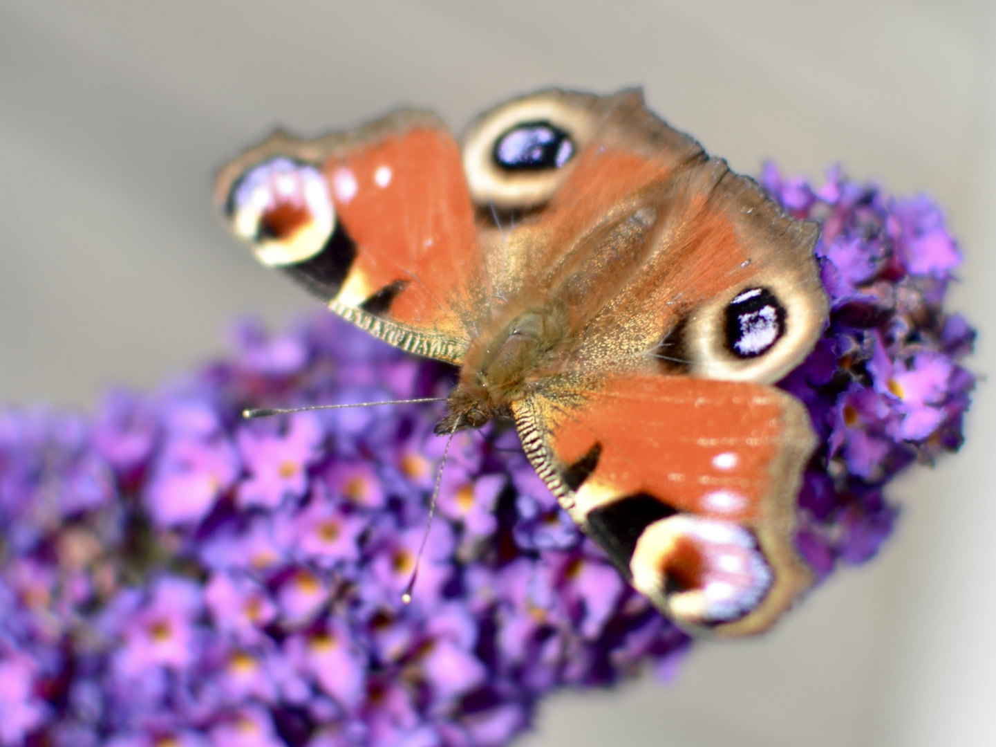 Tagpfauenauge _ Schmetterling