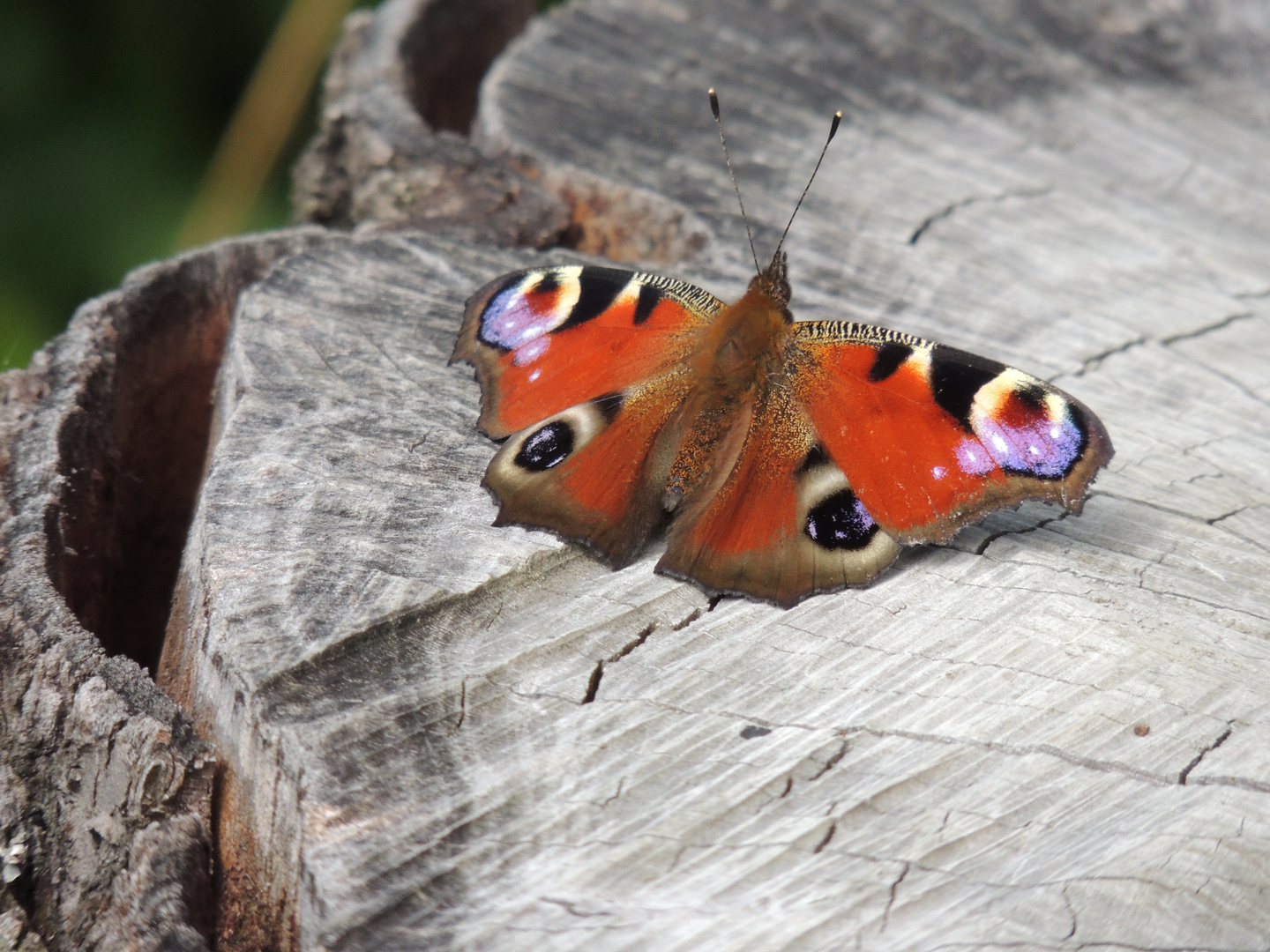 " Tagpfauenauge " Schmetterling