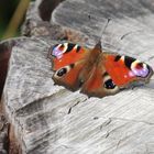 " Tagpfauenauge " Schmetterling