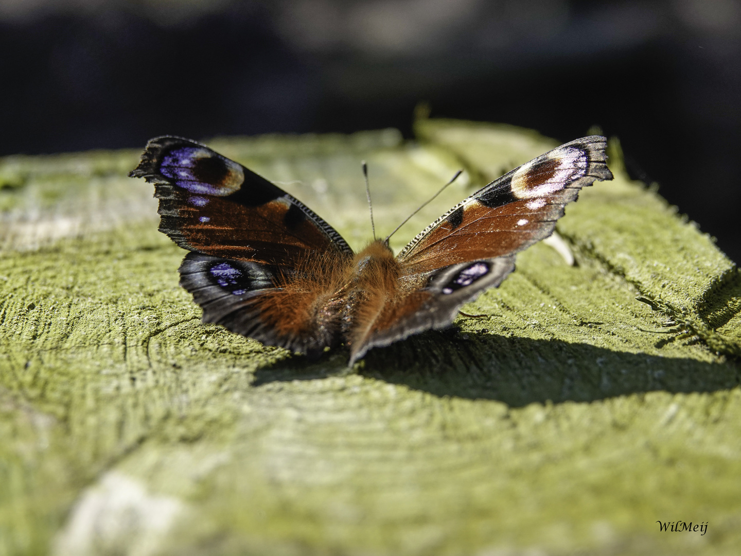 Tagpfauenauge schmetterling